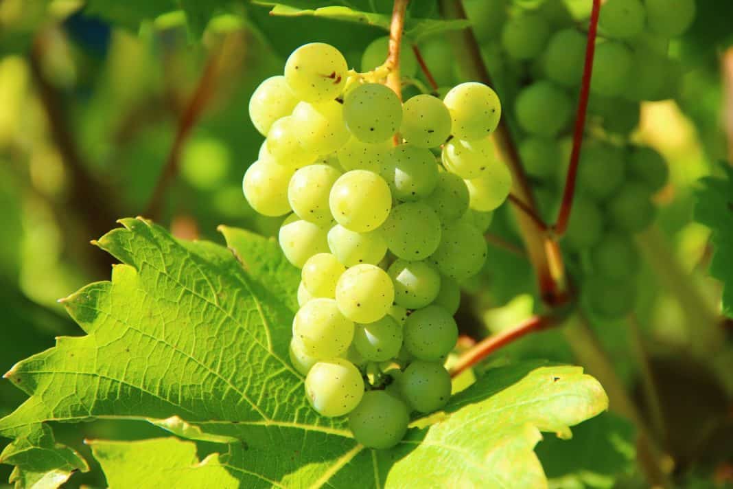 Weinüberwachung: „Kontrollen dienen dem Schutz der redlichen Winzer“