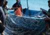 Tag der Fische: Nur Klimaschutz sichert künftig den Genuss von Fisch