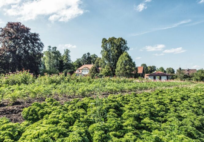 Im oberbayerischen Schlossgut Oberambach stammen Gemüse, Salate und Kräuter vom eigenen
Demeter-Feld auf einem Hektar Fläche. © Schlossgut Oberambach/Robert Kittel