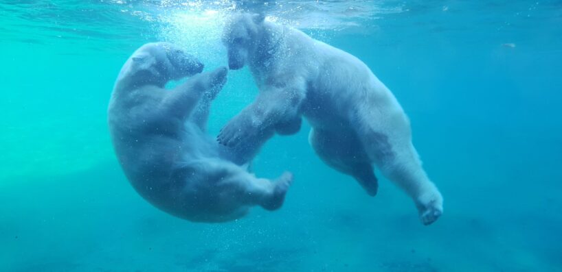Eisbären im Zoo Rostock Foto: Franziska Bruhn
